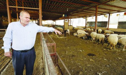 Palestine Farmers- Sound Alarm Over Foot-And-Mouth Outbreak.