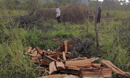 CSO’s Endorse Forestry Amendment Act