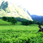 The Bitter End of Lujeri: When a Tea Estate Withers, a Community Bleeds