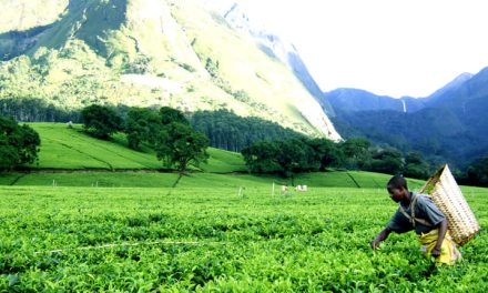 The Bitter End of Lujeri: When a Tea Estate Withers, a Community Bleeds