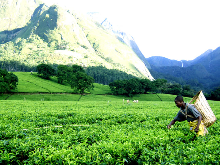 The Bitter End of Lujeri: When a Tea Estate Withers, a Community Bleeds