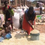 Maize Markets In Motion: Temporary Relief, Rising Pressure And The Road To 2026 Harvest