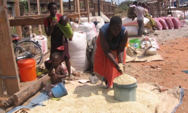 Maize Markets In Motion: Temporary Relief, Rising Pressure And The Road To 2026 Harvest