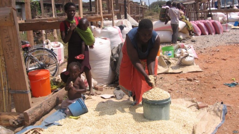Maize Markets In Motion: Temporary Relief, Rising Pressure And The Road To 2026 Harvest
